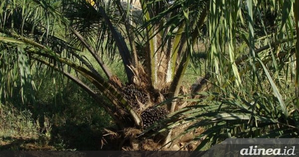 Ancaman implementasi UEDR dan pentingnya diversifikasi ekspor